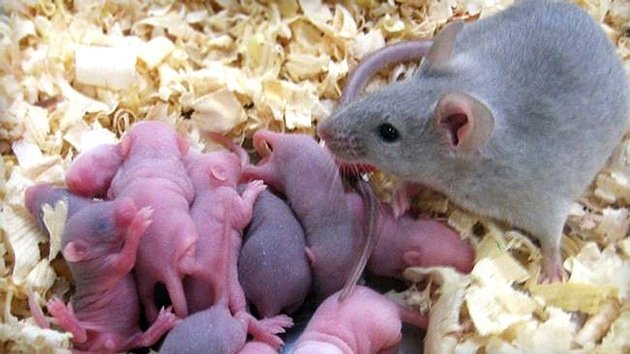 Con ayuda de células madre crean óvulos que producen ratones