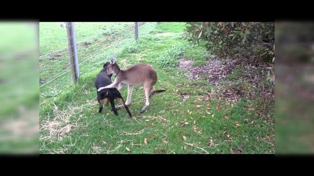 Simpática amistad entre un rottweiler y un canguro
