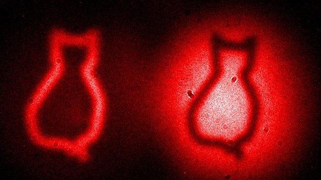 Científicos logran captar la imagen del gato de Schrödinger