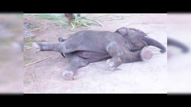Cría de elefante trata de ponerse en pie por primera vez