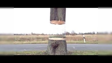 El árbol partido que no cae