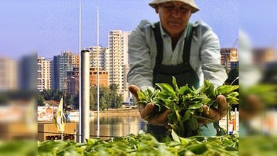 Krasnodar, paraíso terrenal para los negocios y para el té