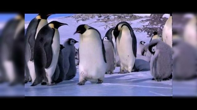Ser pingüino no es fácil