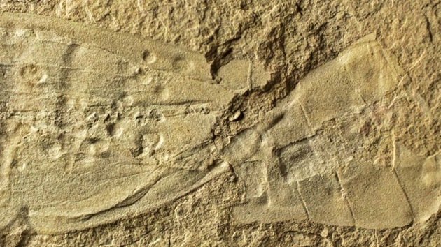 Fósiles de criaturas 'alienígenas' revelan nuevos secretos de la evolución humana
