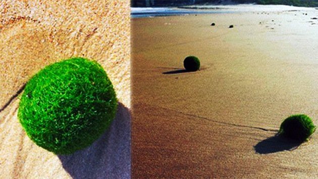 FOTOS: 'Huevos alienígenas' verdes invaden una playa australiana