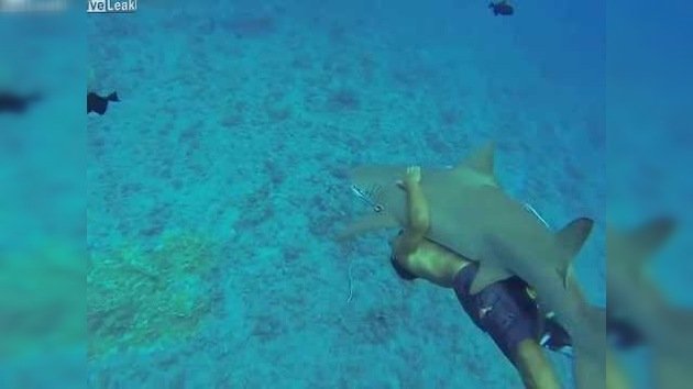Un abrazo muy peligroso: nuevo método para nadar con un tiburón