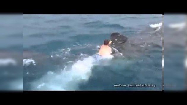 Un chico 'monta' a un tiburón ballena en el Golfo de México