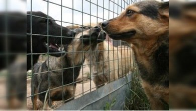 Los moscovitas exigen proteger los derechos de los animales callejeros