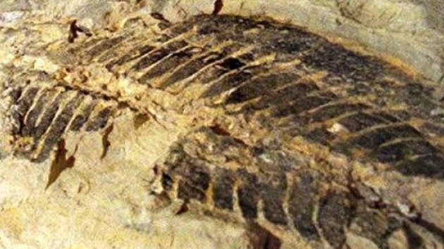 Australia: Obreros hallan fósiles de reptiles, peces y conchas de 50 millones de años