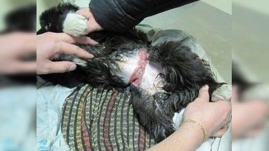 Salvan a una cachorra de perro que tenía el cuello y el estómago cortados