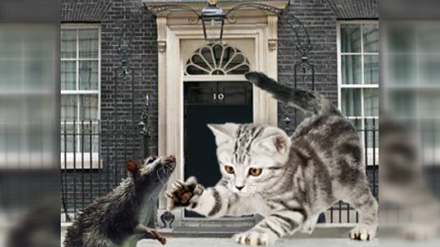 Una nueva mascota felina resolverá el problema de ratas en Downing Street  