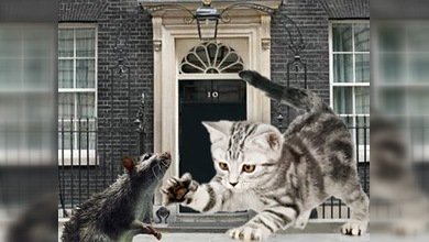 Una nueva mascota felina resolverá el problema de ratas en Downing Street