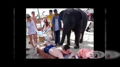 Masaje thai hecho por un elefante
