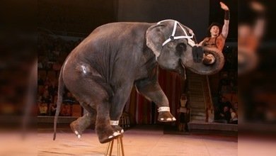 El descanso de los artistas gigantes 