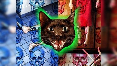 Un peludo ángel de la muerte: un gato augura la llegada de la parca