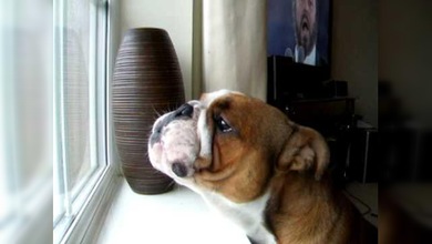 Un perro 'le hace los coros' a Luciano Pavarotti en una aria