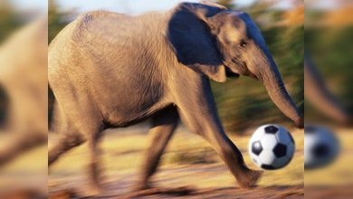 Elefantes 'futbolistas' sorprenden al público durante un festival en Nepal