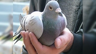 Palomas mensajeras ayudarán a los cubanos en las elecciones municipales