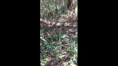Misteriosa planta que no para de moverse
