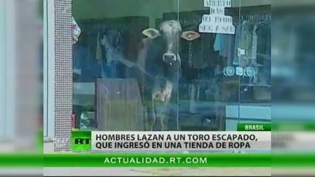 Un toro ingresa en una tienda de ropa en Brasil