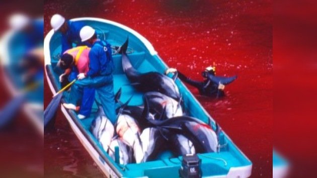 En Japón comienza la tradicional caza de delfines 