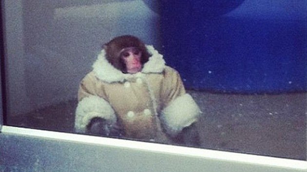 Canadá: Darwin, el mono de IKEA, pasará la Navidad en un refugio