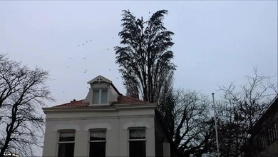 Impresionante 'estallido' de pájaros
