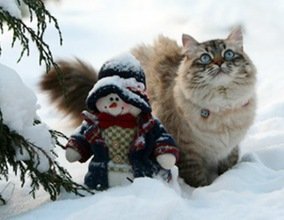 El Gato y el Conejo, los representantes del 2011