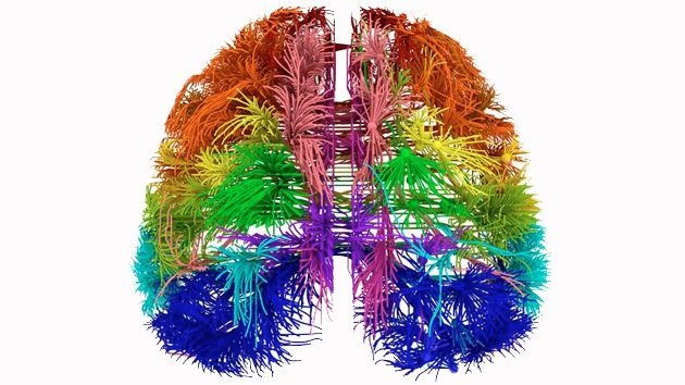 Misterios del cerebro humano: Crean mapas 3D de sus genes y sendas