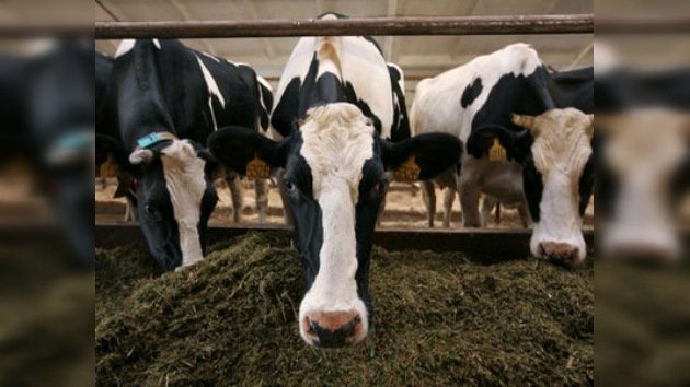 EE. UU. envía  'un rancho' de 1.400 cabezas de ganado bovino a Rusia