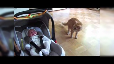 La extraña reacción de un gato al ver por primera vez a un bebé
