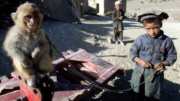 Ofensiva de monos afganos contra el Ejército de EE.UU.