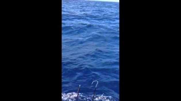 Milésimas de segundos salvan a un pescador de gigante marlín azul