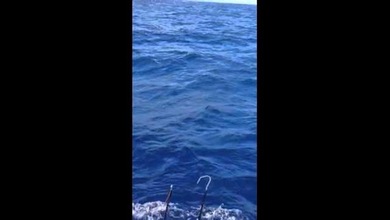 Milésimas de segundos salvan a un pescador de gigante marlín azul