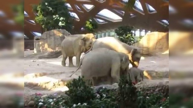 Instinto paternal: Un elefantito se cae de espaldas y sus padres lo rescatan