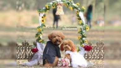 Vida de perros... boda con todo lujo de detalles