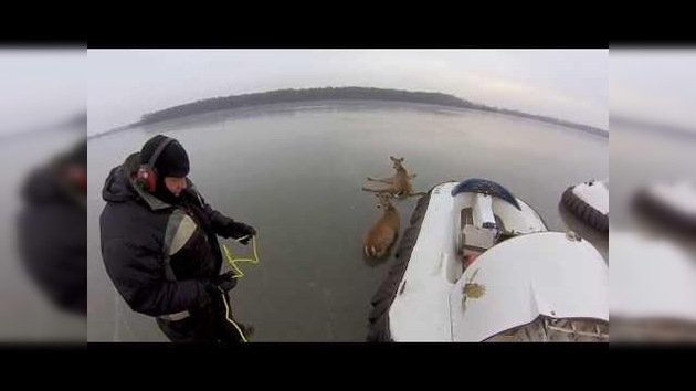 Conmovedora misión de rescate de unos ciervos atrapados en el hielo