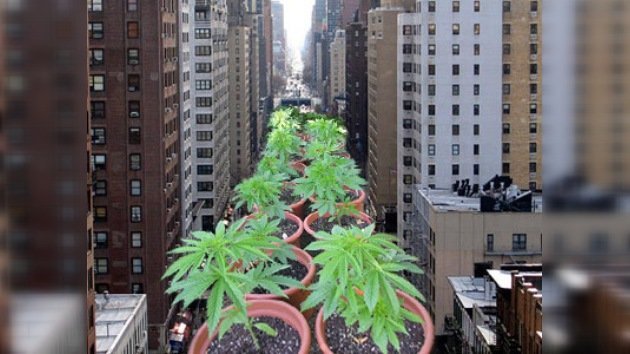 ¿Una plantación de cannabis en el centro de Nueva York?