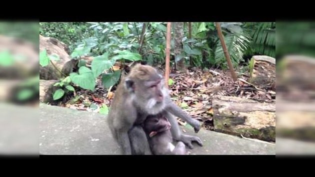 Escena entrañable entre una mamá mono y su cría
