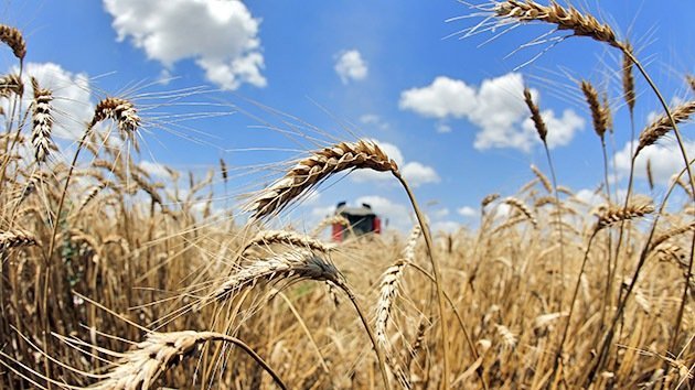 EE.UU.: Denuncian el hallazgo de una plantación de trigo transgénico en Montana
