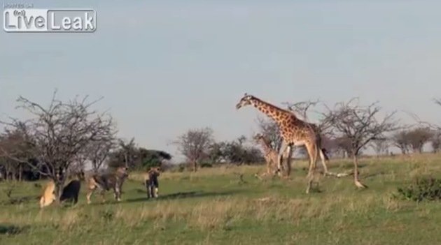Una mamá jirafa protege a su cría de una manada de leones