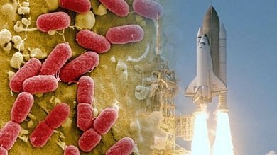 Diseñan una bacteria capaz de producir combustible para cohetes y misiles