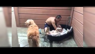 Spa canino: ¡Adiós a las pulgas!