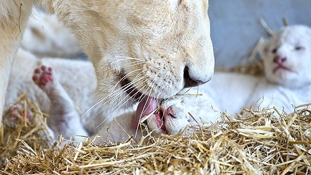 Transmiten en directo por internet el nacimiento de dos leones blancos en  un zoológico de México - RT