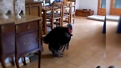 Un pavo con mucho arte se arranca bailando flamenco