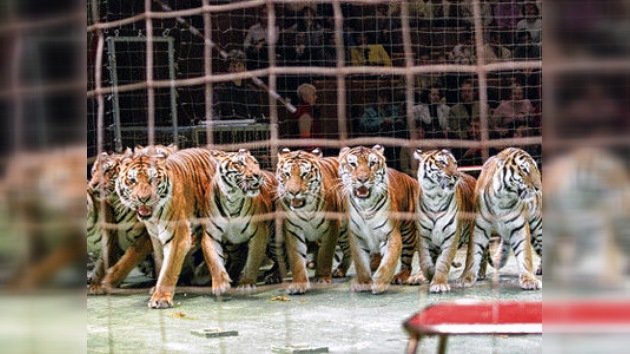 Un circo pagará 200 dólares a un niño por no mostrarle un tigre
