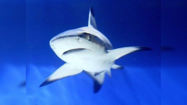 Tres buques zarpan para atrapar a un tiburón asesino en Rusia