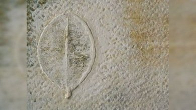 Hoja de coca inspira a artistas latinoamericanos en exposición de Berlín