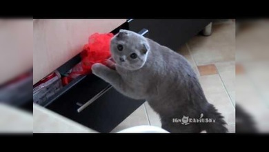 Un gato como el de Shrek: sin botas pero con hambre