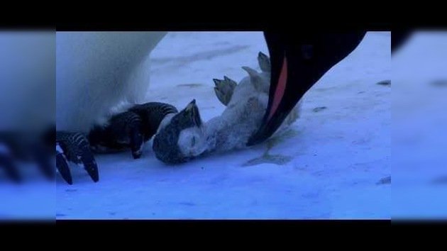 Dramáticas imágenes: Mamá pingüino llora a su cría congelada